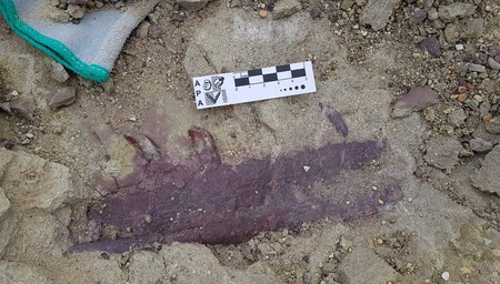 Mandibula