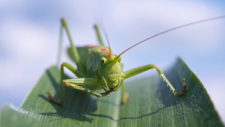 Salario mínimo y escasas perspectivas de mejora, en busca del empleado saltamontes