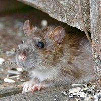 Los expertos en plagas coinciden: "La mejor forma de ahuyentar a las ratas en casa es cultivar estas plantas aromáticas" 