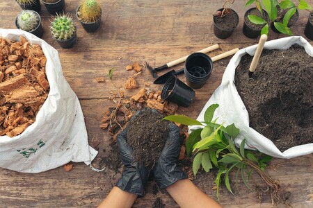 5 plantas medicinales que debes tener en tu cocina