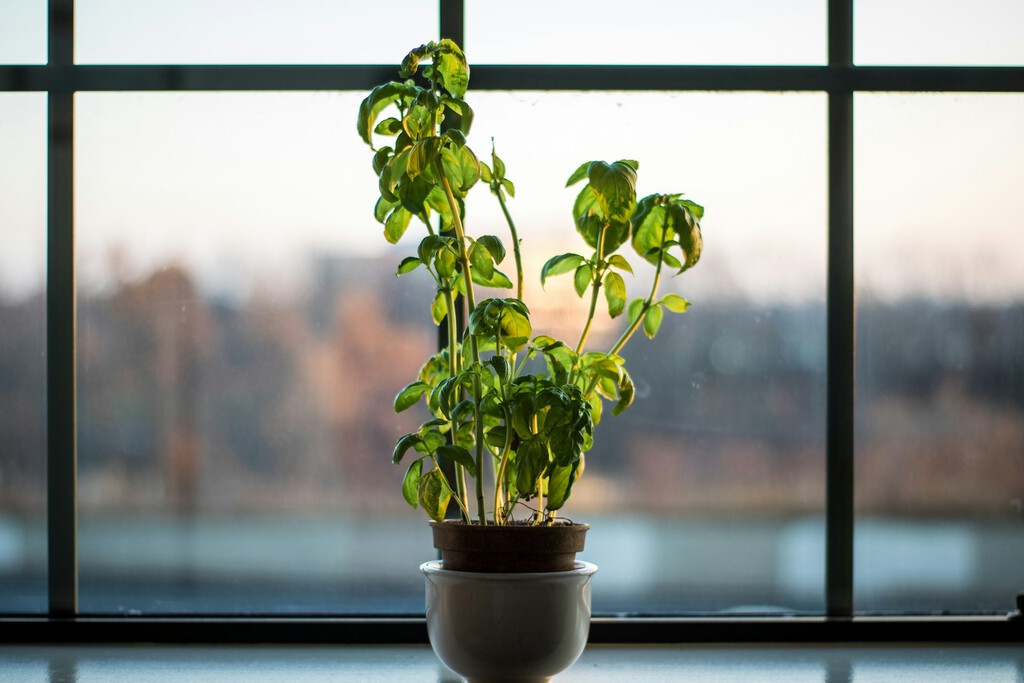El bicarbonato es un gran aliado de nuestras plantas y jardines: estas son sus ventajas y así podemos usarlo