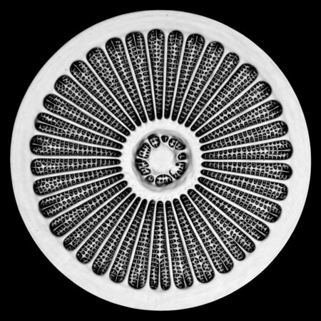 19 Jan Michels Micrograph 1