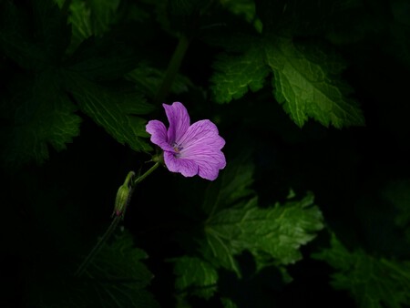 Pexels Pixabay 65622