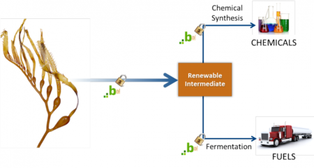 Microorganismos que extraen biocombustible a partir de algas marinas