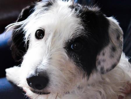 Tres Paradores ya permiten el alojamiento con mascotas