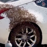 Una abeja reina se metió en este pobre Nissan. Un enjambre lo invadió en cuestión de minutos