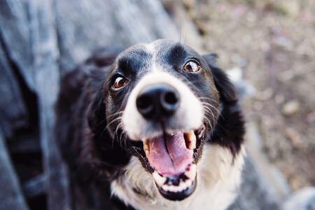 Perro