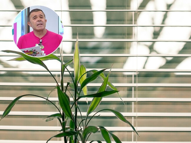 plantas persianas