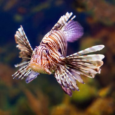 Ya ha llegado al Mediterráneo y es uno de los peces más invasores que se conocen: la única solución es comérselo 