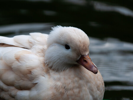 Pato 1