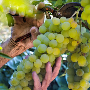 La Unión Europea tiene listo el mayor paquete de ayudas para el vino en una década, pero hay bodegas que saldrán perjudicadas