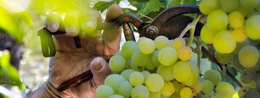 La Unión Europea tiene listo el mayor paquete de ayudas para el vino en una década, pero hay bodegas que saldrán perjudicadas