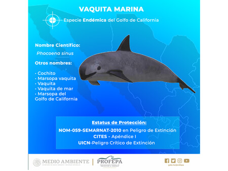 Vaquita