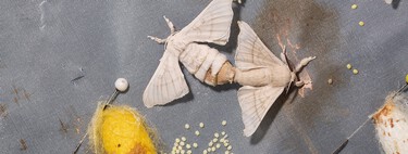 Este es el ingrediente de cocina que tienes que dejar en tu despensa para exterminar las polillas 