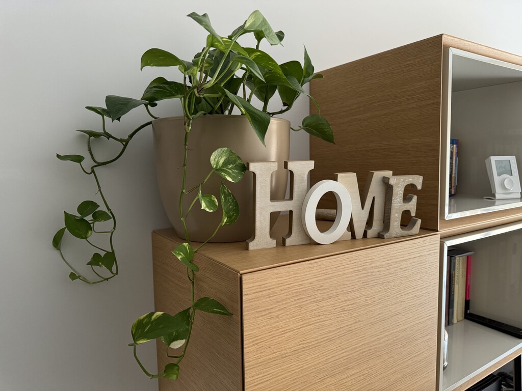 Plantas que absorben el calor y refrescan la casa aunque no tengas aire acondicionado. Estas son las mejores