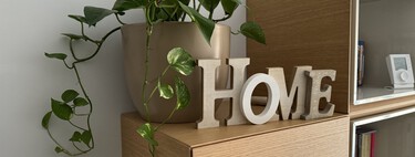 Plantas que absorben el calor y refrescan la casa aunque no tengas aire acondicionado. Estas son las mejores