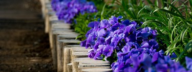 Estas son las tres mejores plantas para plantar en el mes de septiembre: cómo cuidarlas y dónde colocarlas 