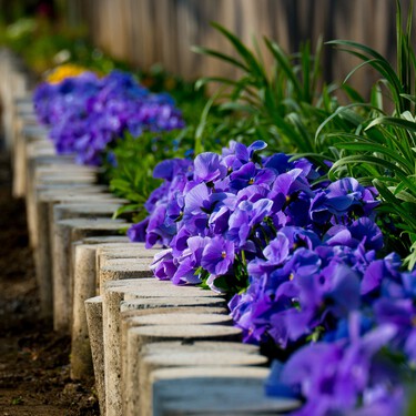 Estas son las tres mejores plantas para plantar en el mes de septiembre: cómo cuidarlas y dónde colocarlas 
