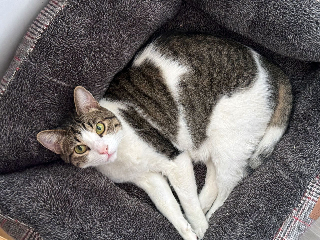 Si la pregunta es cuánto tiempo puedes dejar a tu gato solo en casa, la respuesta es: menos de lo que piensas