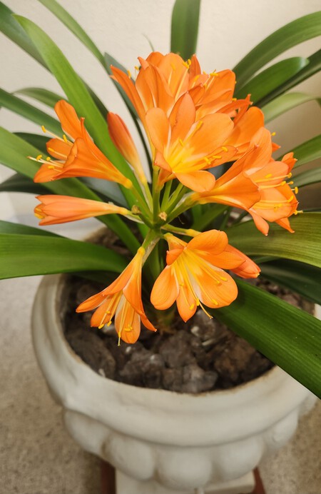 Plantas resistentes para casas con poca luz