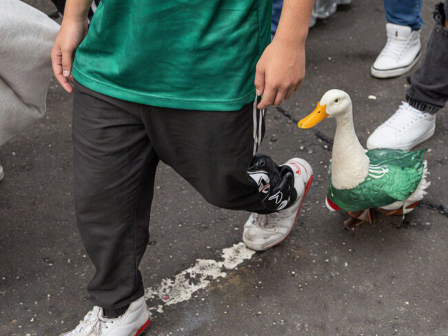 Pato Mexa 1