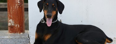 Los veterinarios coinciden sobre el dóberman: "Estos perros suelen mantenerse atentos a su entorno porque tienen un fuerte instinto de protección" 