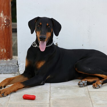 Los veterinarios coinciden sobre el dóberman: "Estos perros suelen mantenerse atentos a su entorno porque tienen un fuerte instinto de protección" 