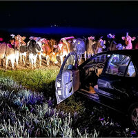 El día que un rebaño de vacas ayudó a la policía a acabar con una persecución en coche de más de 20 km 