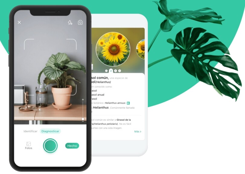 9 aplicaciones para identificar plantas con tu móvil 9 aplicaciones para identificar plantas con tu móvil