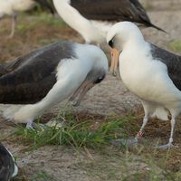 Um biólogo anilhou um albatroz em Midway em 1956: quase 70 anos depois, a mesma fêmea ainda retorna para se reproduzir na colônia 