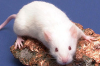 Yogures de vainilla y fertilidad masculina 