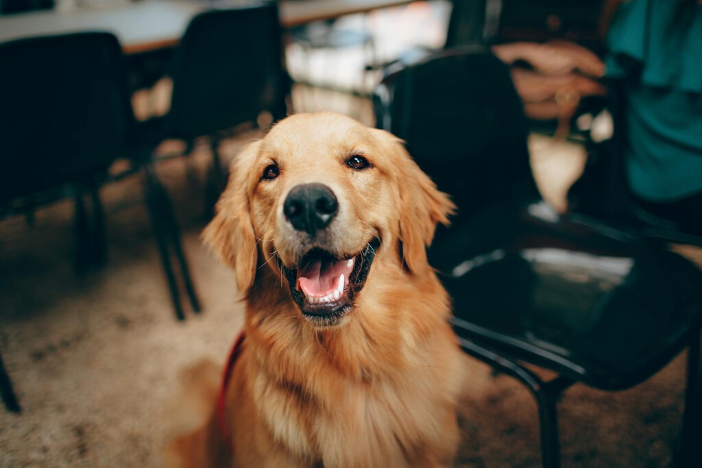 Tengo perro y quiero vivir de alquiler: legalmente solo una persona puede impedirlo 