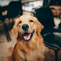 Tengo una mascota y quiero alquilar piso: solo hay una persona que puede impedirlo por ley... y no son los vecinos