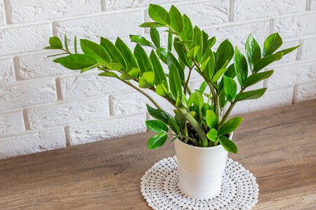 Shutterstock 2584422761