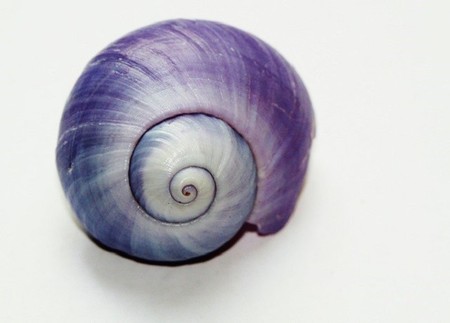 La acidificación de los océanos disuelve las conchas de los caracoles marinos