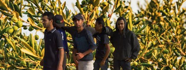 Las importaciones de aceite marroquí aumentan un 712% mientras los olivareros españoles denuncian el desplome de precios