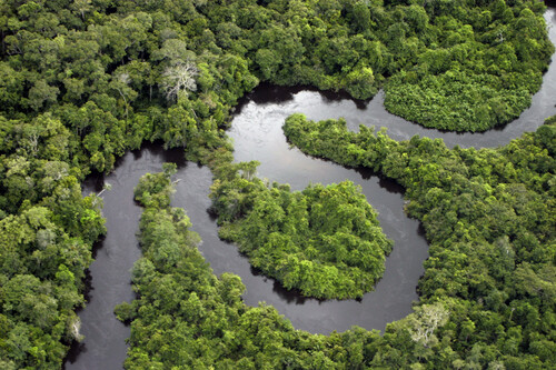 Trecho da floresta amazônica vista por cima. Créditos: banco de imagens