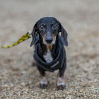 Un perro se perdió en 2021 en Estados Unidos. Cinco años después ha aparecido a 3.700 kilómetros de su casa