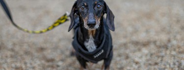 Un perro se perdió en 2021 en Estados Unidos. Cinco años después ha aparecido a 3.700 kilómetros de su casa