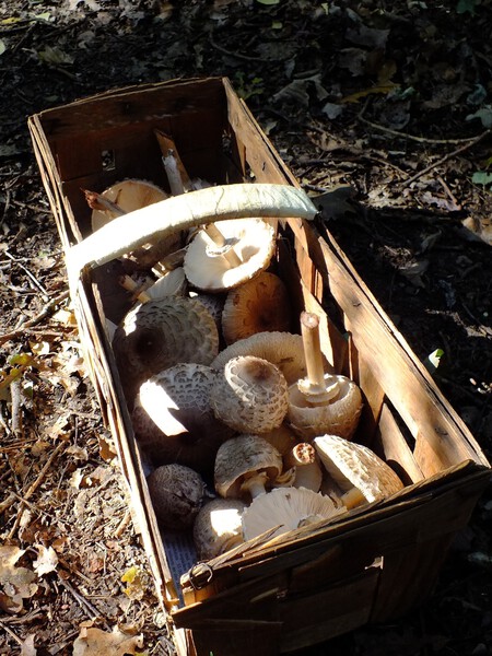 Forest Wood Produce Mushroom Picking Mushrooms In A Basket 1118115 Pxhere Com