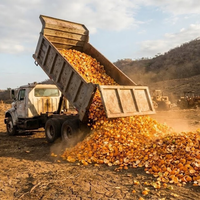 Em 1997, cobriram um local deserto na Costa Rica com 12.000 toneladas de cascas de laranja; 16 anos depois, ninguém reconheceu a paisagem 