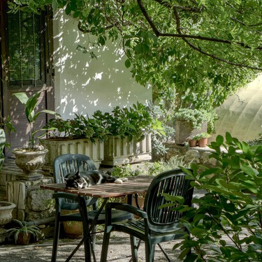 Este es el arbusto que merece tener un lugar en tu jardín: un aroma fresco, riego mínimo y todo el encanto del Mediterráneo