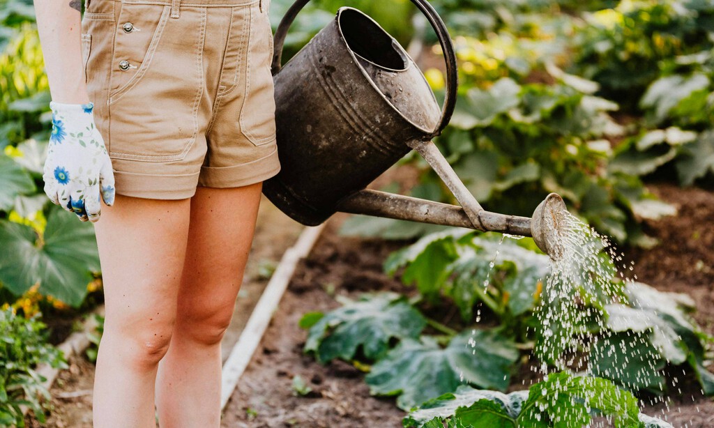 Te olvidarás de regar tus plantas: este gadget lo hace por ti 