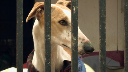 Febrero Galgos Fotograma