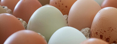 Comemos huevos de gallina, codorniz y pato, pero no de pavo: no es porque estén malos