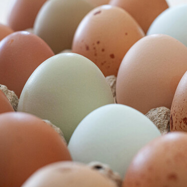 Comemos huevos de gallina, codorniz y pato, pero no de pavo: no es porque estén malos