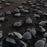 Una de las 100 especies más dañinas del mundo se ha instalado en España. Es una monísima tortuga doméstica 