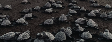 Regalar una simpática tortuga parece una idea inofensiva. Hasta que descubres lo que le están haciendo a España