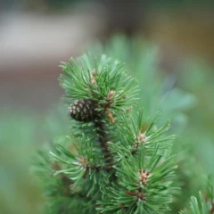 Foto 15 de 16 de la galería muestras-fe-50mm-f1-4-za en Xataka Foto