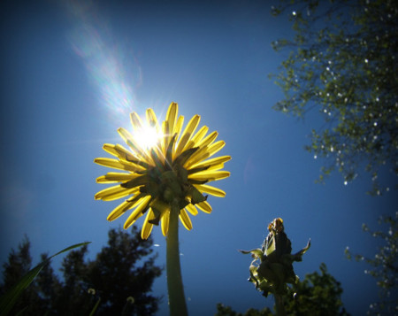 8 alimentos que te protegen contra el daño solar